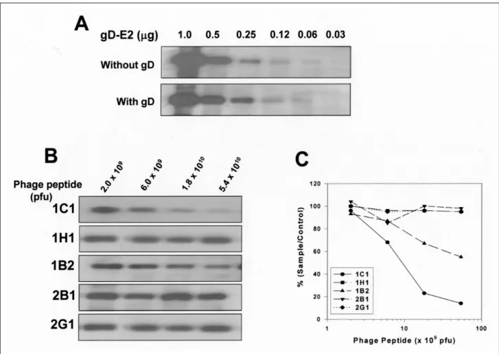 Fig . 4 . Ne ut ra liz a t io n of b ind ing of E2 p rot e in to MO LT-4 c e lls . (A) g D-E2 of ind ic a te d a mo u nt w a s a llow e d t o re a ct w it h 0 .5 g g D, t he n m ixt u re w a s a d d e d into MO LT-4 ce lls 
