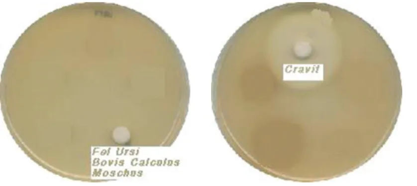 Fig. 2. MIC of Fel Ursi, Bovis Calculus &amp; Moschus pharmacopuncture solution and cravit on Staphylococcus epidermidis