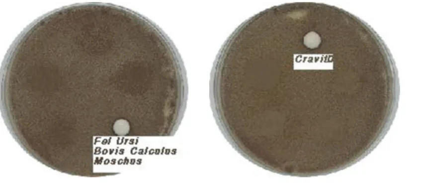 Fig. 4. MIC of Fel Ursi, Bovis Calculus &amp; Moschus pharmacopuncture solution and cravit on Aspergillus niger