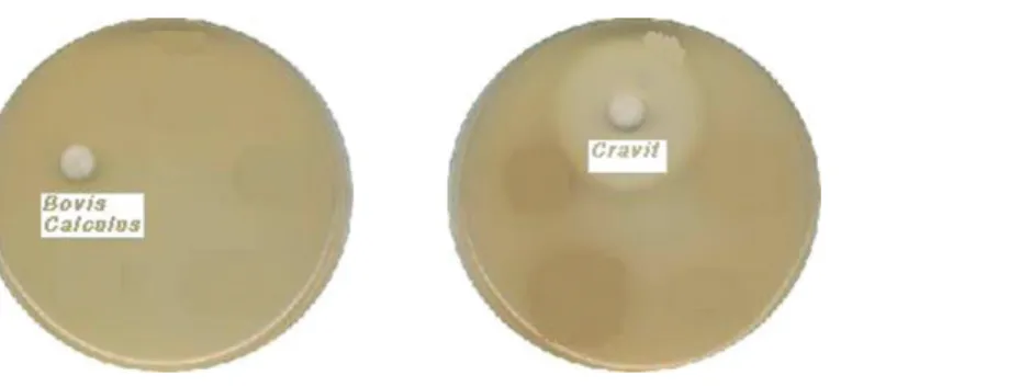Fig. 2. MIC of Bovis Calculus pharmacopuncture solution and cravit on Staphylococcus epidermidis