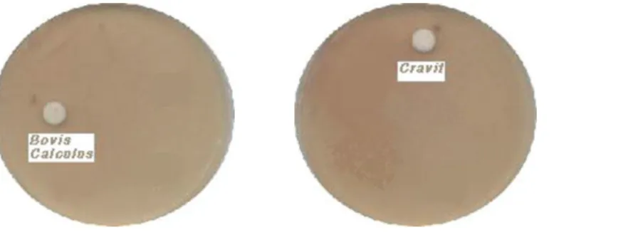 Fig. 5. MIC of Bovis Calculus pharmacopuncture solution and cravit on Fusarium oxysporum