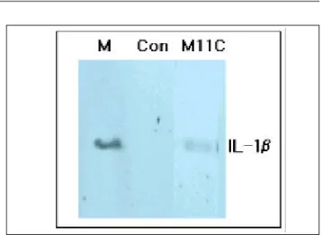 Fig . 3 . T he t ime d e pe nd e nt e ffe ct of Ko re a n m is t le to e c rud e e xt ra ct (M1 1C ) o n inte rle u kin- 1β (IL- 1β) re le a s e fro m ma c ro p ha g e 