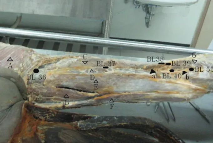 Fig. 2 Photograph shows bladder meridian points(BL 36- 36-40) at inner layer of excoriated lower limb.