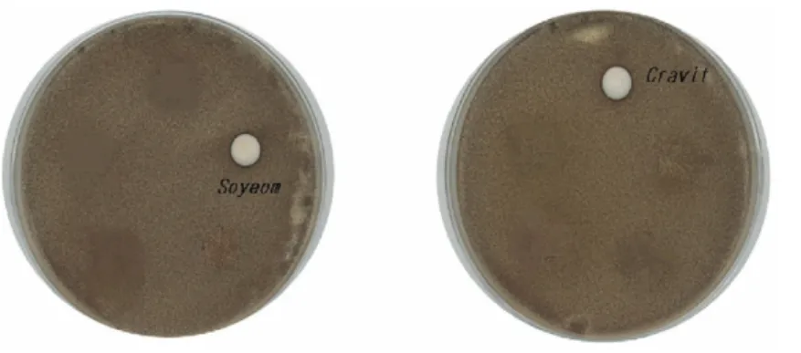 Fig. 4. MIC of Soyeom Pharmacopuncture solution and cravit on Aspergillus niger. Soyeom Pharmacopuncture solution(3