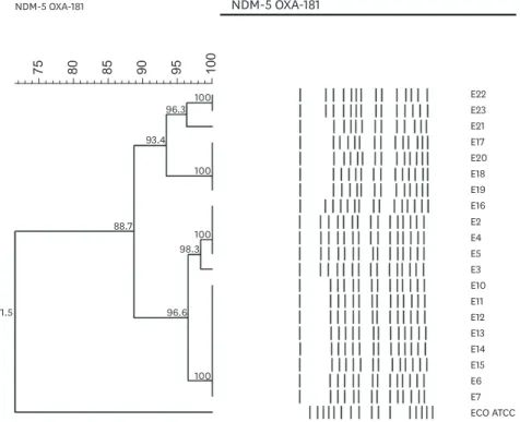 Figure 2. Pulsed-field gel electrophoresis profiles of XbaI-digested total DNA of 20 NDM-5 and OXA-181  coproducing Escherichia coli isolates, compared to E