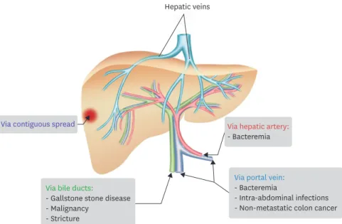 Figure 1. Routes of Infection (adapted from reference 8).