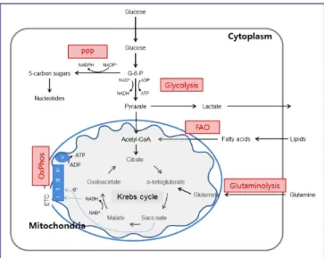 Figure 1. Integration of metabolic pathways. Glucose is metabolized to  pyruvate through the glycolysis