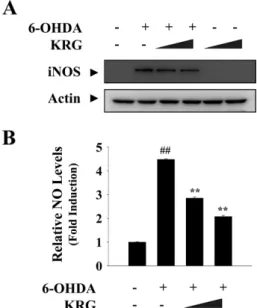 Fig. 3 − Effect of KRG on 6-OHDA-induced apoptotic signaling pathways in C6 glioma cells