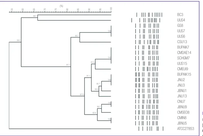 Figure 2. XbaI-macrore- XbaI-macrore-striction patterns of  metallo-β-lactamase-producing  Pseudomonas aeruginosa  clinical isolates.10085.768.755657585956070809010059.281.791.591.187.595.794.595.793.8100BC3UUS4GS8UUS7UUS6CSU13BUPAIK7CMDAE14SCHGM7UUS15CMEU