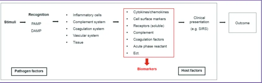 Figure 2. Inflammatory response to sepsis. Immune response to sepsis is  both proinflammatory and anti-inflammatory