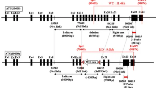 Fig. 1. Design  of  GNPTA  knockout  vector.