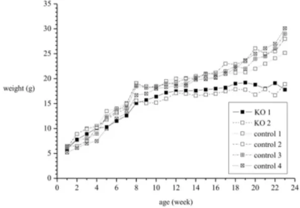 Fig. 2. Unlike wild type mice, knockout mice failed to  show  progressive  weight  gain.