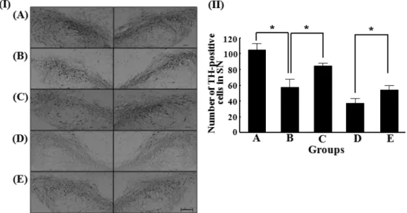 Fig. 1 − Photomicrographs of TH immunoreactivity on SN tissue sections from representative rats of each group (I) and the number of surviving TH-immunopositive cells in the SN analyzed as a percentage of that in the control groups (II)