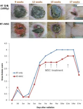 Fig.  3.    The  effects  of  MSC  treatment  on  the  movement  impairment  recovery 