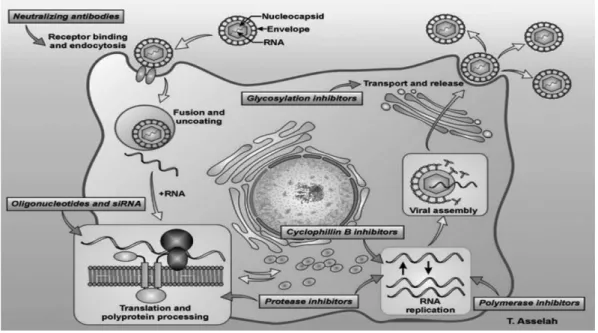 Fig. 1 − HCV의 life cycle과 HCV 항바이러스제 표적 38) .