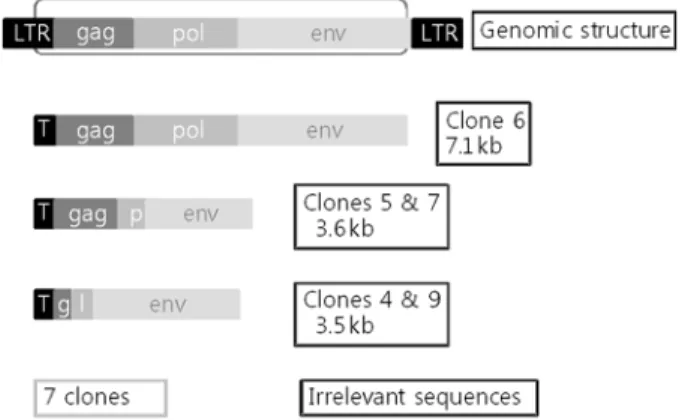 Figure 1. Schematic construct of full length PERV genomic clones from PK-15 determined by partial sequencing of both ends