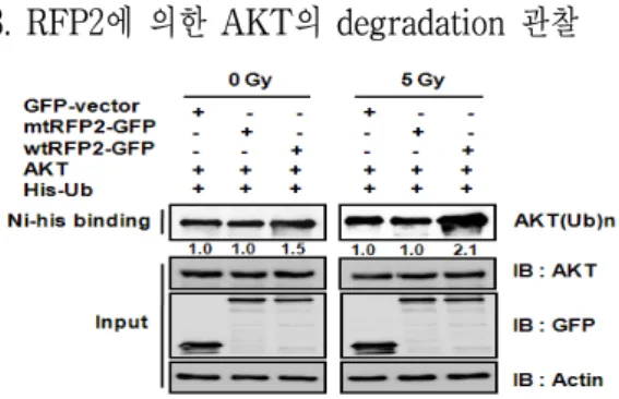 Fig.  4.  The  reduction  of  AKT  kinase  activity  induced  by  RFP2. 