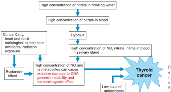 Fig. 1.  Scheme  of  combined effects  of  nitrate  and   radia-tion  exposure  on   develop-ment  of  thyroid  cancer
