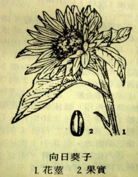 그림  1  向日花<字典釋要> 그림  2  向日葵<中藥大辭典>