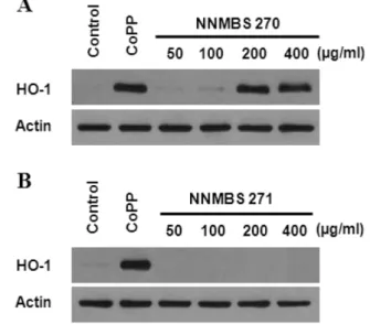 Fig. 2 − Effects of NNMBS270 and NNMBS271 on HO-1 expression in HT22 cells. Cells were incubated with various  concen-trations of samples and the HO-1 inducer CoPP (20 µM) for 12 h