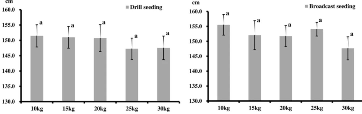 Fig.  2.  Height  of  barnyard  millet  under  different  seeding  density  and  seeding  methods.