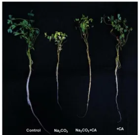 Fig.  1.  Alkaline  stress-induced  morphological  changes  in  alfalfa  exposed  to  different  growth  conditions: 
