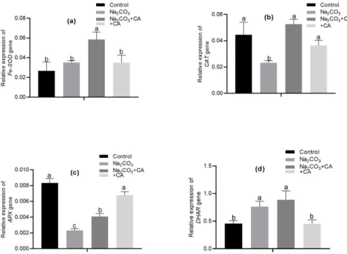 Fig. 5.  NHX1  (a) and  P5CS1  (b) candidate gene expression in alfalfa exposed to different growth conditions: control (Normal nutrient  solution);  Na 2 CO 3   (5.0  mM);  Na 2 CO 3   (5.0  mM)  and  citric  acid  (CA,  250  µM);  and  CA  (250  µM)