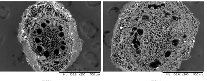 Fig.  3.  Scanning  electron  micrograph(SEM)  of  nodal  root  of  KS85  and  KS141  before  waterlogging  treatment