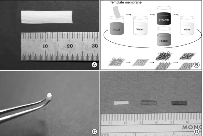 Fig. 1. Fabrications of nerve guide conduits. (A) Micro- and nano- porous structured membrane template, (B) schematic illustration of coating process of conductive materials in membrane template, (C) application for nerve guide conduit with glue, (D) templ