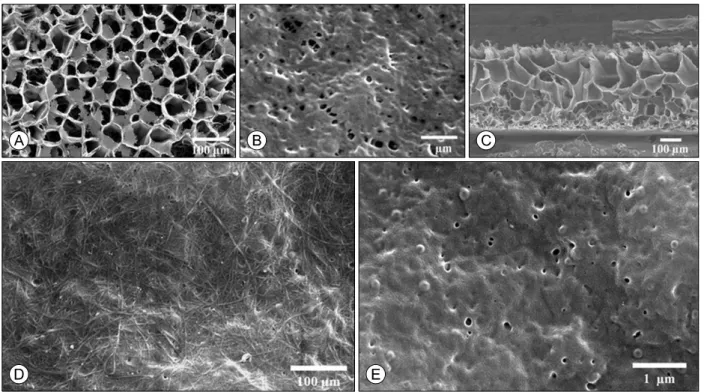 Fig.  5.  Scanning  electron  microscope  images  of  the  template  membrane  and  conductive  materials  coating  membrane