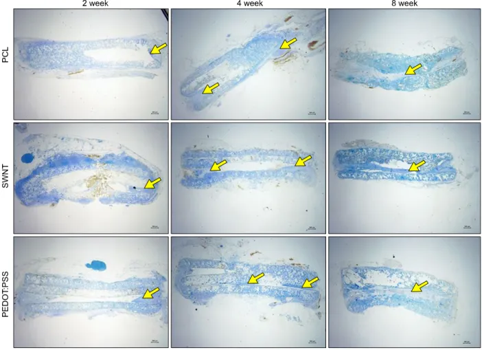 Fig. 6. Histologic evaluation of regenerated RLN at 2, 4, 8 weeks after interposition