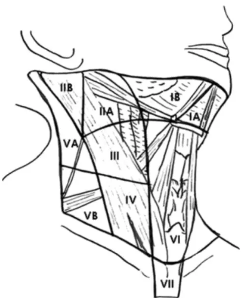 Fig.  1.  Nodal  levels  with  corresponding  anatomic  landmarks.