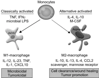 Fig.  1.  Macrophage  activation  and  polarization.  “Classically  activated”  M1  macrophages  are  activated  by  TNF,  IFNγ or bacterial products such as microbial lipopolysaccharide (LPS), express high levels of IL12, IL-23, TNF, IL-1 or CXCL10 and lo