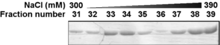 Fig. 1 − Purification of His-tagged TCTP by DEAE ion exchange chromatography. Peak fractions obtained by gradient were stained with coomassie brilliant blue staining