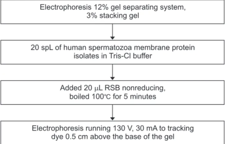 Fig. 3. Purification of proteins by electro- electro-elution method. 