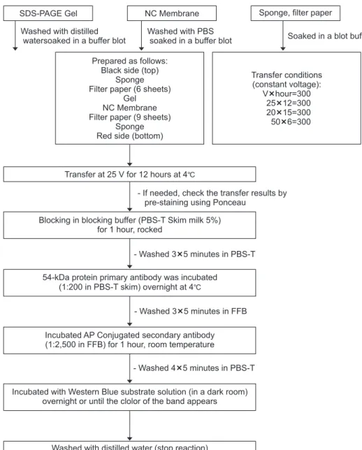 Fig. 6. Step by step sequence for speci- speci-ficity test using Western blot method. 