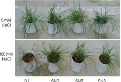 Fig. 2. Morphological changes of non-transgenic (NT) and transgenic (SN) tall fescue plants at 21 days after treatment of  300  mM  NaCl