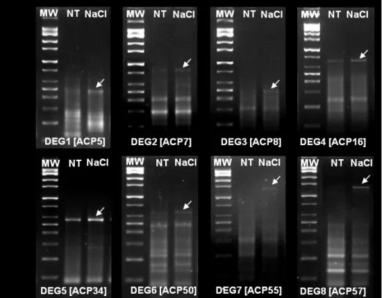 Figure  1.  Annealing  control  primer  based  GeneFishing  approach.  Agarose  gel  image  shows  differentially  expressed genes (DEGs) response to salt (NaCl) stress