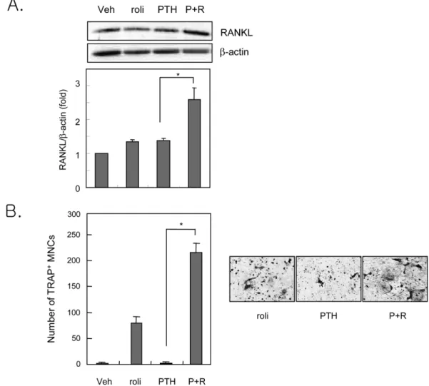 Fig. 3 − The effects of PDE4 inhibitor on PTH-induced osteoclast formation. A, Calvarial osteoblastic cells were treated with veh or 100 nM PTH in the absence or presence of 10 µM rolipram