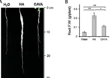 Fig.  3.  Increased  root  capacity  by  foliar  application  of  HA  or  CAVA.  The  alfalfa  seedlings  were  grown  in  soil  for  22  d with  twice  foliar  application  of  HA  or  CAVA  (86  mg  L -1 )