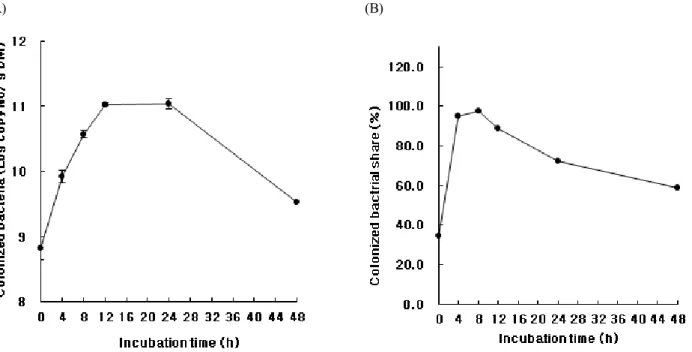 Fig. 3. The populations colonized on rice straw(A) and its share(B) by F. succinogenes during the in vitro rumen  incubation