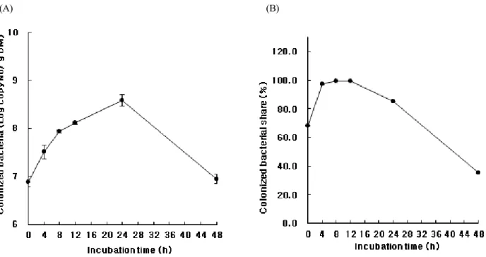 Fig. 5. The populations colonized on rice straw(A) and its share(B) by R. albus during the in vitro rumen incubation