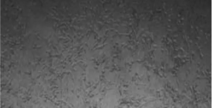 Fig. 7 − Inverted photomicrograph of fibroblast cells treated with MTT for an additional 3 hrs after incubation in unmodified medium (control) for 2 days×100