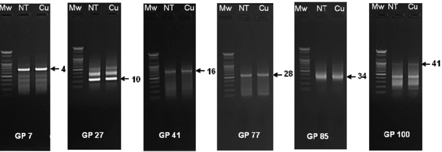 Fig. 1. Agarose gel image shows the bands of differentially expressed genes (DEGs) in alfalfa leaves