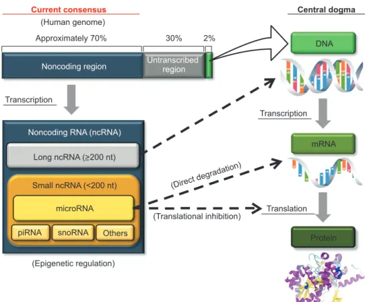 Fig. 1. Current consensus of epigenetic  gene regulation by noncoding RNAs.  mi-croRNAs is classified as one of small  non-coding RNAs, and epigenetically function  as negative regulator of protein coding  genes by complementary binding to the  target mess