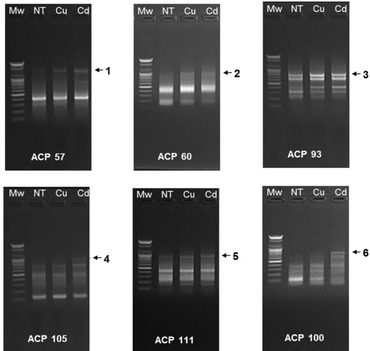 Fig. 2. Amplification of target cDNA fragments using annealing control primer (ACP)-based approach