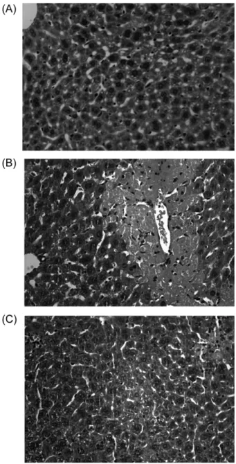 Fig. 1 − Liver sections stained with hematoxylin and eosin. Mice were treated orally with vehicle or  G