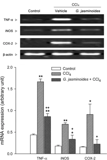 Fig. 3 − Effect of  G. jasminoids  (30 mg/kg) on the protein expression of iNOS and COX-2