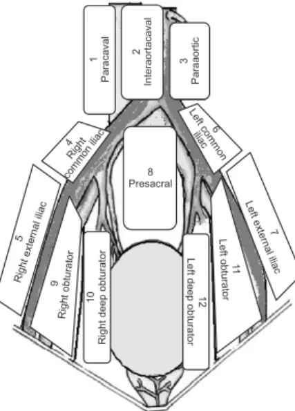 Fig. 2. Lymphadenectomy levels.