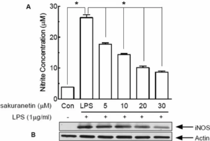 Fig. 5 − Effects of prunetin on NO production and iNOS protein expression in RAW 264.7 cells (2.5×10 5 /m l )